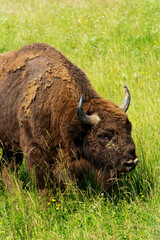 European bison in meadow in summertime - 621625155