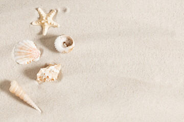 Naklejka na ściany i meble Seashell on clean sand of beach. Close up, beach sand texture. Beach sand texture in summer sun.