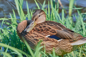 The duck is sitting in the grass