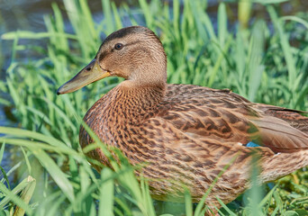 The duck is sitting in the grass