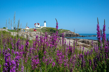 Field of purple wild flowers with Nubble Lighthouse, Cape Neddick Point on background 