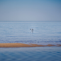 Fototapeta na wymiar bird, sea, seagull, water, ocean, gull, flying, nature,
