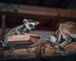 lemur, animal, mammal, madagascar, zoo