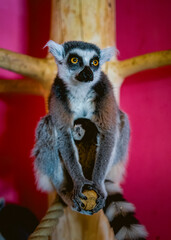 lemur, animal, mammal, madagascar, zoo,