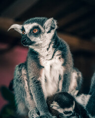 Fototapeta premium lemur, animal, mammal, madagascar, zoo