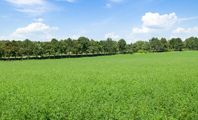 A green field of alfalfa and a blue sky. - obrazy, fototapety, plakaty