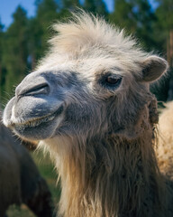 Fototapeta premium camel, animal, desert, head, mammal,