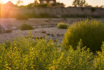 Obraz premium green plants on the shore, in the foreground, in the background, sunlight - sunset, summer seashore, black sea, on the coast