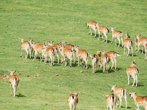 Deers walking while grazing
