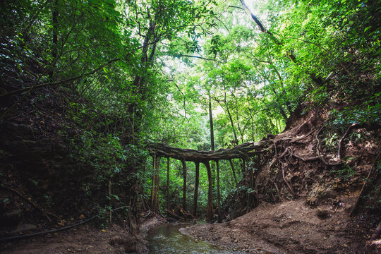 Amazing view of bridge in summer woodland