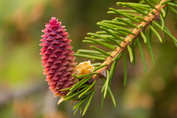 A blooming red fir cone on the branches of a blue spruce against the background of a blue sky in spring