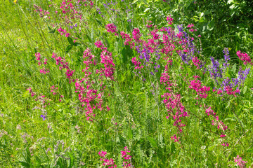 Silene viscaria, a flower from the carnation family blooming on a green field background