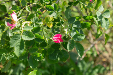 Dark pink rosehip flower close-up. Flowering rosehip bush medicinal