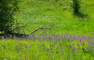 purple flowers in a field on a tree background.a field full of purple flowers, with the sun breaking through the trees
