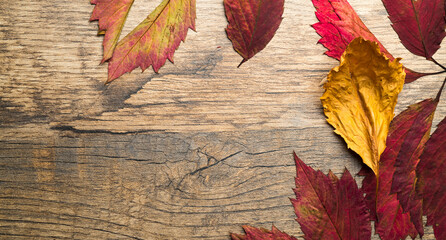 autumn background with beautiful dry leaves