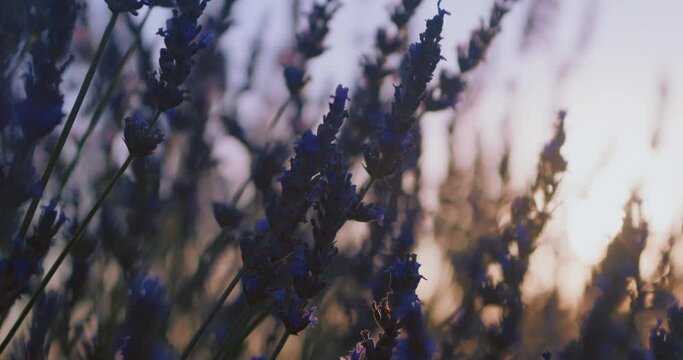 Close up of lavender blooming flowers in early summer at Provence. Purple plants swaying in early morning breeze. Cultivating lavender for production organic lavender products. Meditation concept. 
