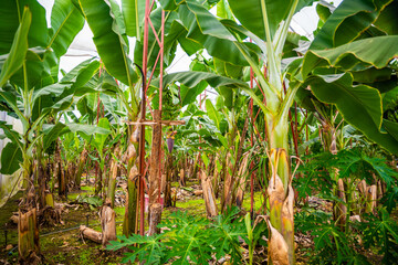 Bananas growing on banana bushes in plantation of Turkey.