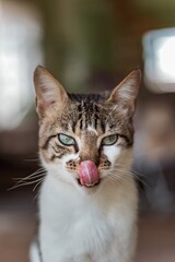 Gato com a língua para fora