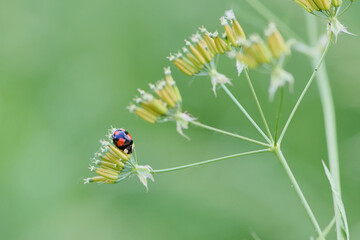 Macro photo of Asian ladybug in latin called harmonia axyridis