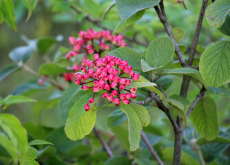 Berries ripen on viburnum whole-leaved (Viburnum lantana)