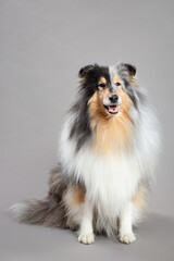 rough collie dog sitting portrait in the studio on a grey background