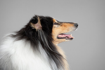older rough collie dog profile headshot portrait in the studio on a grey background