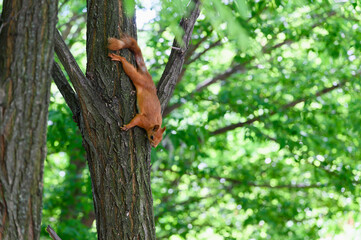 Fox Squirrel sitting on tree branch in forest.