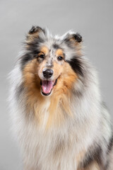 rough collie dog portrait smiling in the studio on a grey background