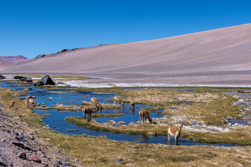 Vicunas at a creek in high altitude at the Paso de Jama, one of the most important mountain passes between Argentina and Chile with a picturesque landscape to drive through