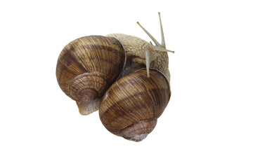 Beautiful snails isolated on white background
