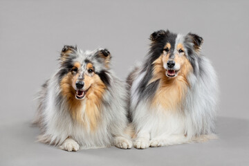group of two rough collie dogs portrait in the studio on a grey background laying down