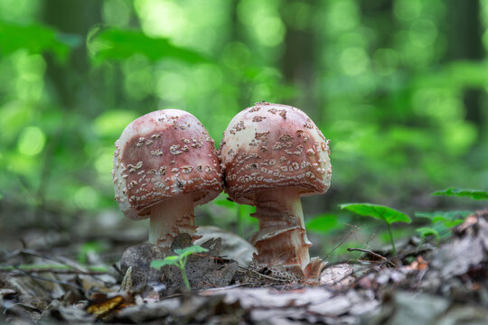 Two young mushrooms grow in the forest. Edible Blusher fungi Amanita rubescens