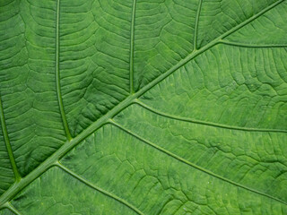 CLOSE UP, MACRO: Stunning pattern of veins on an exotic green philodendron leaf