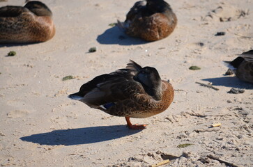 ducks on the coastline