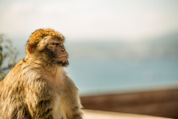 Naklejka premium Monkey 