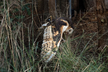 Barn Owl, Sydney, Australia
