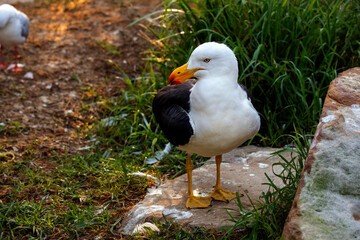 Pacific Gull, Sydney, Australia