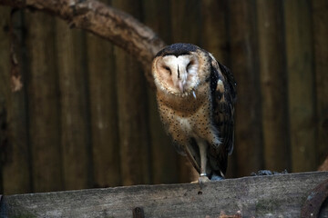 Barn Owl, Sydney, Australia