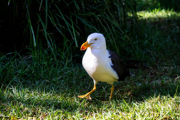 Pacific Gull, Sydney, Australia