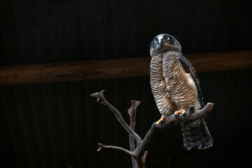 Rufous Owl, Sydney, Australia