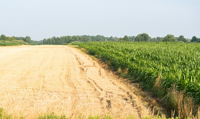 Fototapeta na wymiar Corn plants in the field. Growing corn, farming and crops in spring.