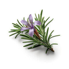sprig of rosemary with flower on white background .generative ai. 