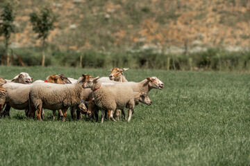Sheepdog sheep herding trail dog on a beautiful sunny day