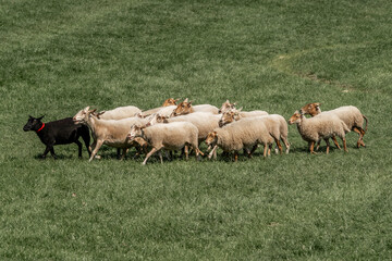 Sheepdog sheep herding trail dog on a beautiful sunny day