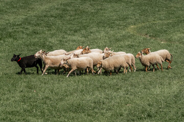 Obraz premium Sheepdog sheep herding trail dog on a beautiful sunny day