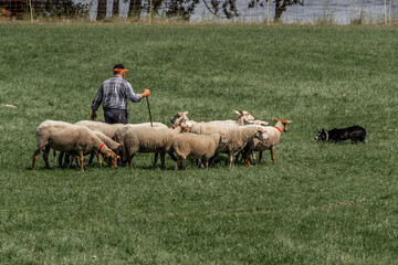 Sheepdog sheep herding trail dog on a beautiful sunny day