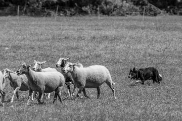 Sheepdog sheep herding trail dog on a beautiful sunny day