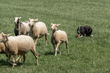Sheepdog sheep herding trail dog on a beautiful sunny day