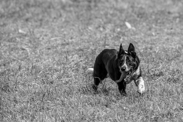 Sheepdog sheep herding trail dog on a beautiful sunny day