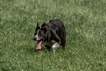 Sheepdog sheep herding trail dog on a beautiful sunny day